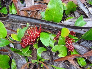 <i>Grevillea laurifolia</i> species of plant