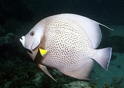 Grey Angel Fish are usually friendly out on "The Fathom".