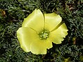 Grielum grandiflorum flower.JPG