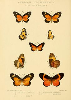 <i>Mimacraea charmian</i> Species of butterfly