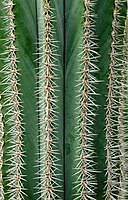 Rank: 39 Green columnar cactus in the “Kakteenland Steinfeld”