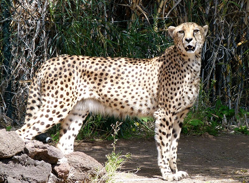 File:Guépard à Oasis Park 2.jpg