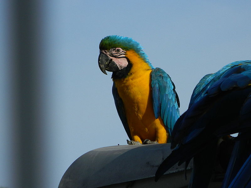 File:Guacamaya citadina.JPG