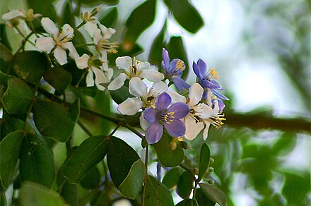 Guaiacum Officinale Wikiwand