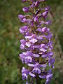 Gymnadenia conopsea inflorescence