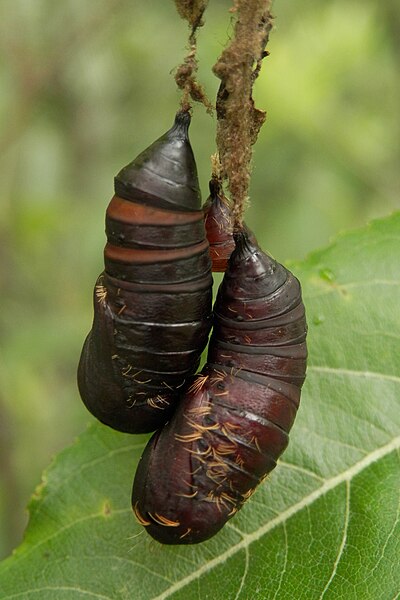 File:Gypsy Moth (Lymantria dispar) Pupae - Mississauga, Ontario 2014-07-19.jpg