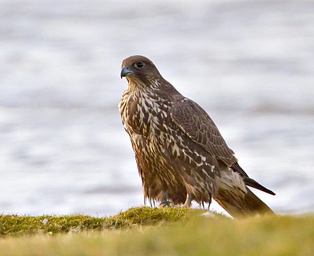 Gyr falcon - Falco rusticolus - Fálki 1.jpg