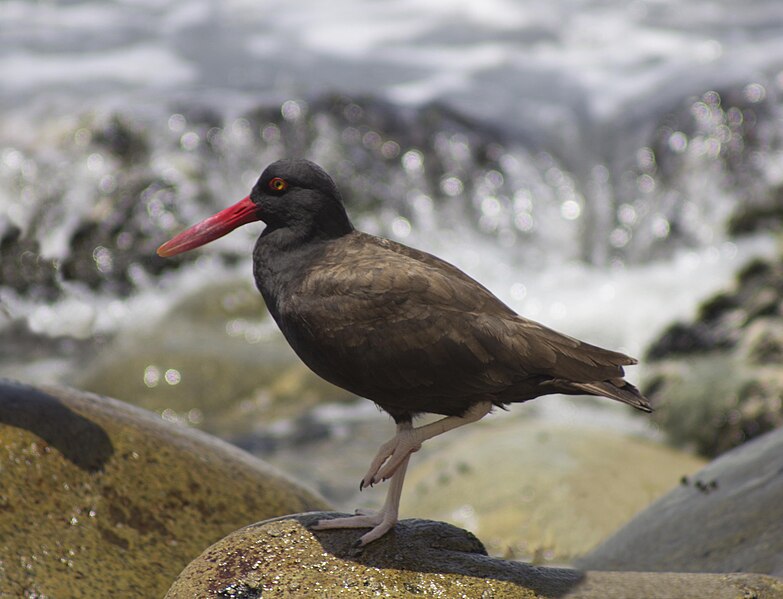 File:Haematopus ater x.jpg