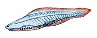 Haikouichthys (genre)