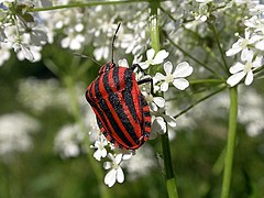 Juostelinė skydblakė (Graphosoma lineatum)