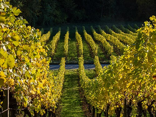 Vines in Handthal with autumn coloring