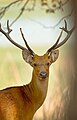 A Southern barasingha stag in Kanha National Park, India