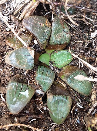 <i>Haworthia springbokvlakensis</i> Species of succulent