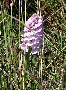 Heath Spotted Orchid - geograph.org.uk - 186582