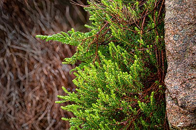 Heather, past and present, in the rain at Rågårdsdal, Lysekil Municipality, Sweden