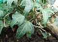 Hedera helix 'Long Point'