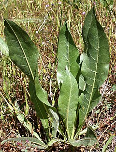 Leaves Helianthella californica2.jpg