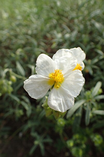 File:Helianthemum apenninum kz01.jpg