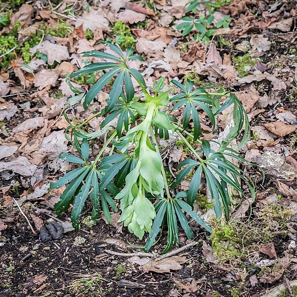 File:Helleborus foetidus in Aveyron (1).jpg