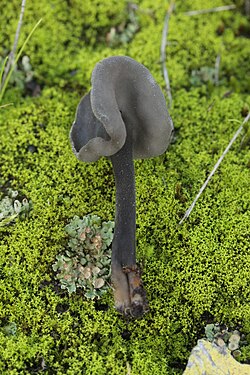 Helvella atra (38545466962) .jpg