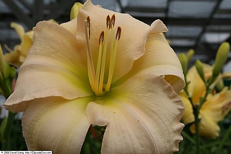 ไฟล์:Hemerocallis Viette's Bell Song 1zz.jpg