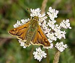 Hesperia comma