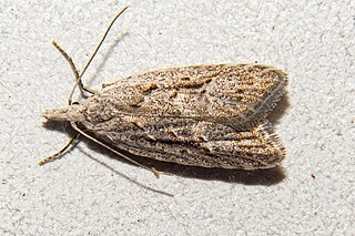 <i>Heterocrossa cryodana</i> Species of moth