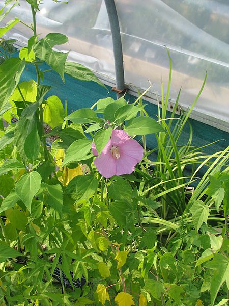 File:Hibiscus palustris - Flickr - peganum (1).jpg