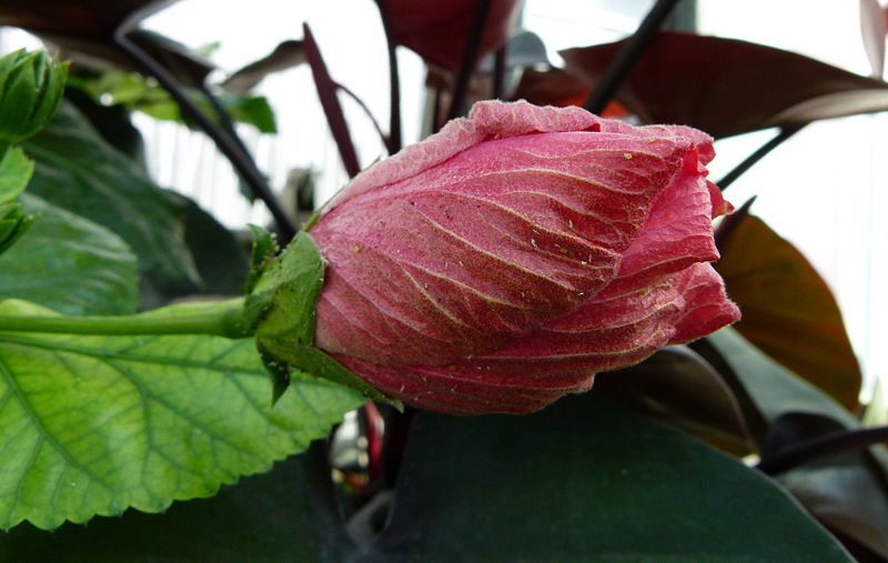 File:Hibiscus rosa-sinensis var. cooperi.JPG