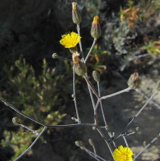 <i>Hieracium argutum</i> Species of flowering plant