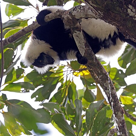 Hill's ruffed lemur (Varecia variegata editorum) male urinating.jpg