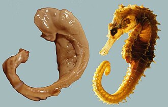 Image 1: The human hippocampus and fornix (left) compared with a seahorse (right) Hippocampus and seahorse cropped.JPG