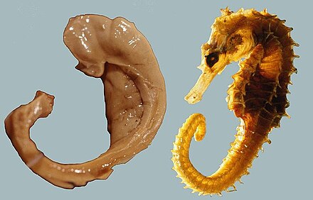 Image 1: The human hippocampus and fornix (left) compared with a seahorse (right)[9]