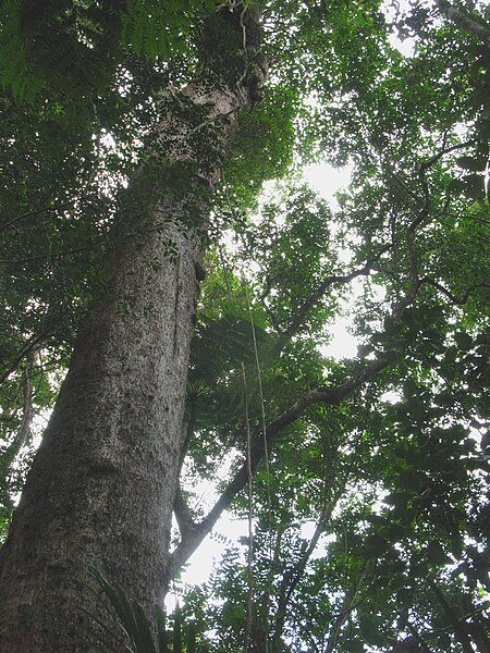 Montrouziera_cauliflora