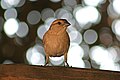 House Sparrow Female.jpg