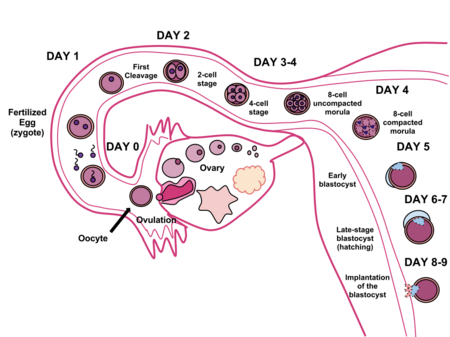 The sperm and ovum unite through fertilization, creating an embryo that over the course of 8-9 days in the human will implant in the uterine wall, where it will reside over the nine-month course of gestation. Human Fertilization.png