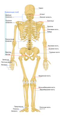 Кости человека как называются