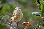 Thumbnail for File:Hutton's Vireo (43379432594).jpg