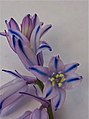 Hyacinthoides hispanica. Stem left in Blue-black ink overnight.jpg
