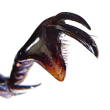 De mannetjes van de spinnende watertor hebben vergroeide klauwtjes