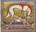 Folio 11 Verso - Hyena (Толығырақ)