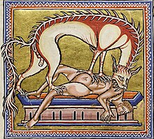 A hyena as depicted in a medieval bestiary Hyena bestiary.jpg