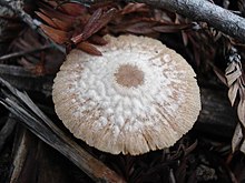 Hygrophanous pileus of Tubaria furfuracea Hygro tubaria.jpg