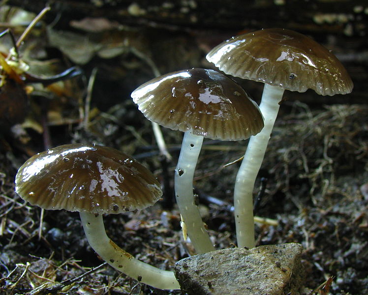 File:Hygrocybe irrigata 89481.jpg