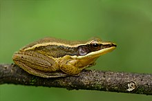 הילארנה aurantiaca-Agumbe.jpg