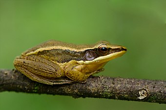 സ്വർണ്ണത്തവള