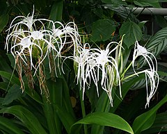 Description de l'image Hymenocallis expansa.jpg.