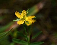 Hypericum canadense Green Lake County, Wisconsin Flower.jpg