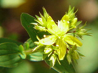 <i>Hypericum elegans</i> Species of flowering plant in the St Johns wort family Hypericaceae