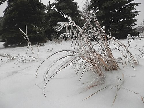Unidentified Plant Covered in Ice